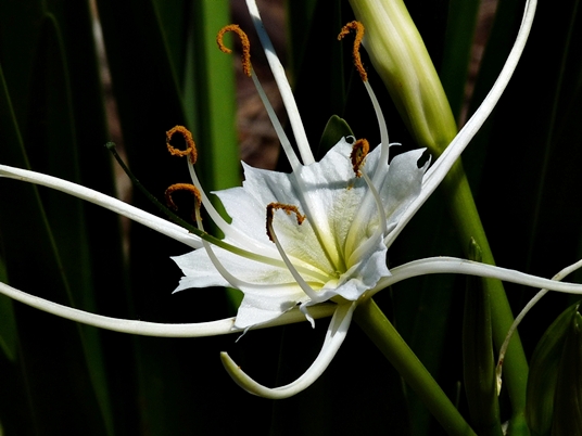 {Hymenocallis liriosme}
